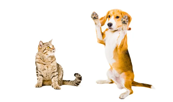 Playful  Beagle dog and cat Scottish Straight — Stock Photo, Image