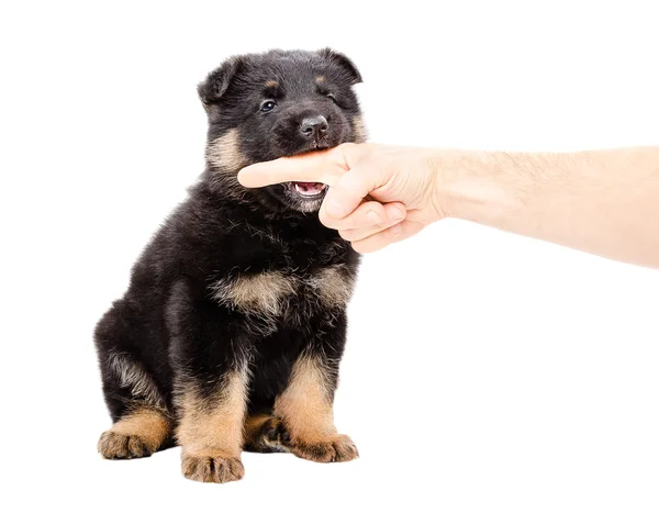 German Shepherd cachorro mordiendo el dedo de un hombre — Foto de Stock