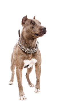Tam uzunlukta bir Pit bull ayakta portresi