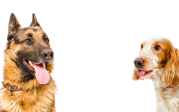 Komik bir Alman çoban köpeği ve Rus spaniel portresi — Stok fotoğraf