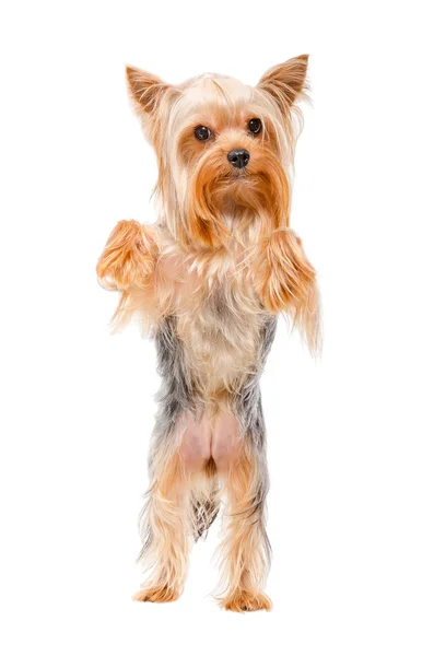 Onun arka ayakları üzerinde duran Yorkshire terrier portresi — Stok fotoğraf