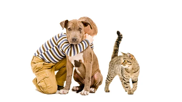 Menino afetuoso, pit bull cachorro e gato juntos — Fotografia de Stock