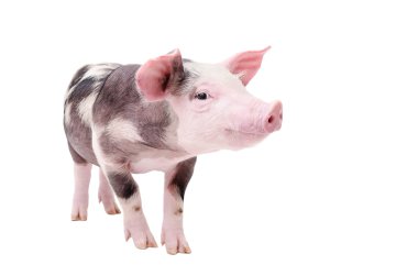 Funny piglet standing isolated clipart