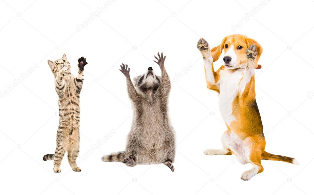 Joyful cat, raccoon and dog