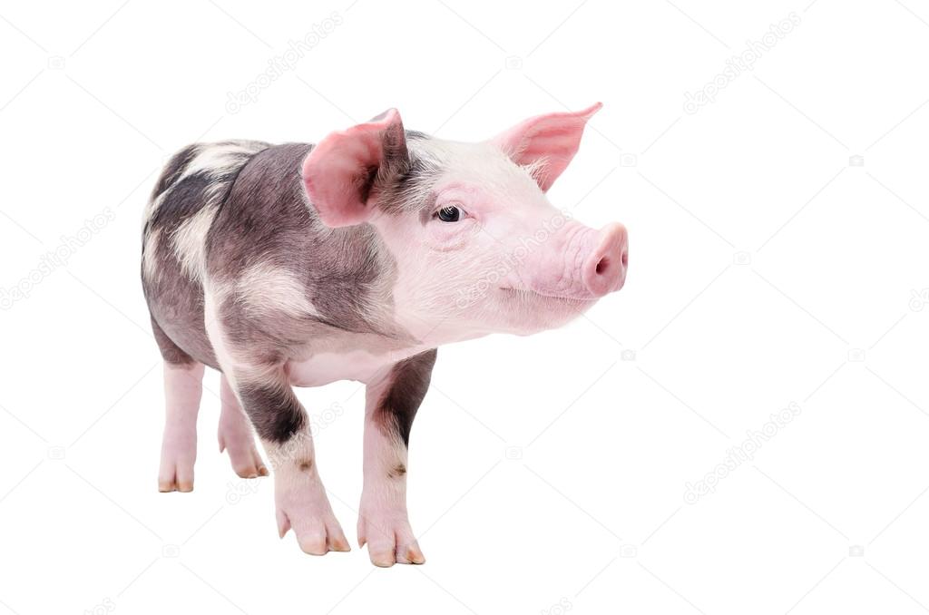 Funny piglet standing isolated