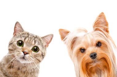 Bir kedi İskoç düz portresi ve Yorkshire korkunç