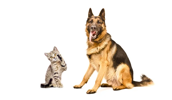 Német Pásztor kutya és cica, skót egyenes — Stock Fotó
