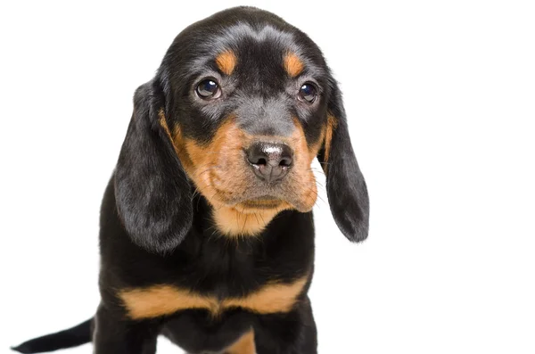Porträt der Welpenzucht slowakischer Hund — Stockfoto
