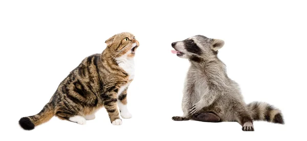 Meowing cat Scottish Fold and raccoon showing tongue together — Stock Photo, Image