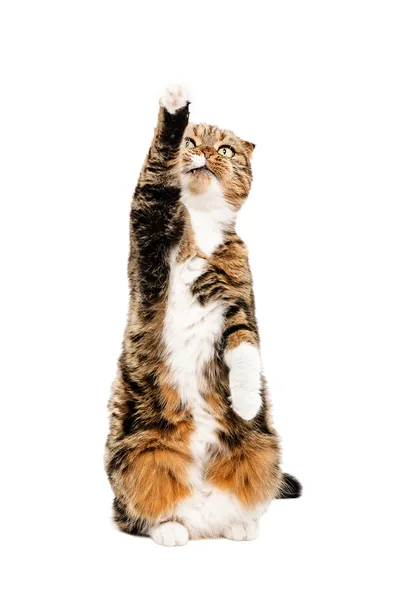 Frisky a cat Scottish Fold — Stock Photo, Image