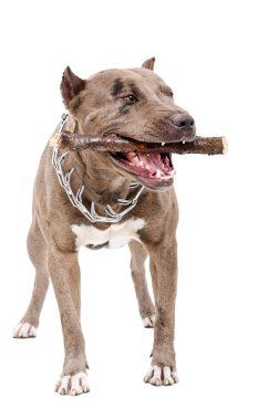 Pit bull gnaws the stick clipart