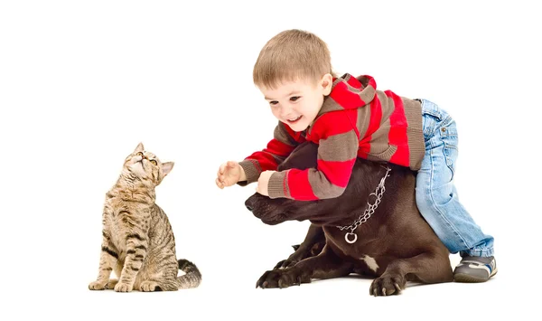 Gelukkig kind, hond en kat spelen samen — Stockfoto