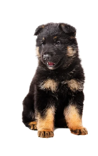Charming puppy German Shepherd — Stock Photo, Image