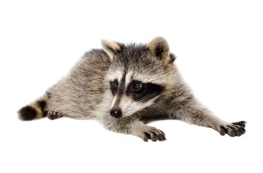 Portrait of a raccoon clipart