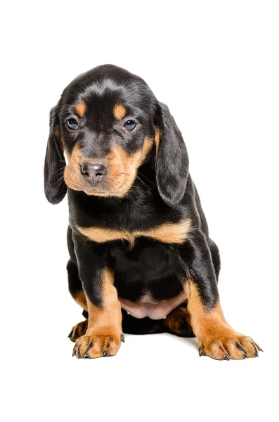 Puppy RAS Slovenský Kopov — Stockfoto