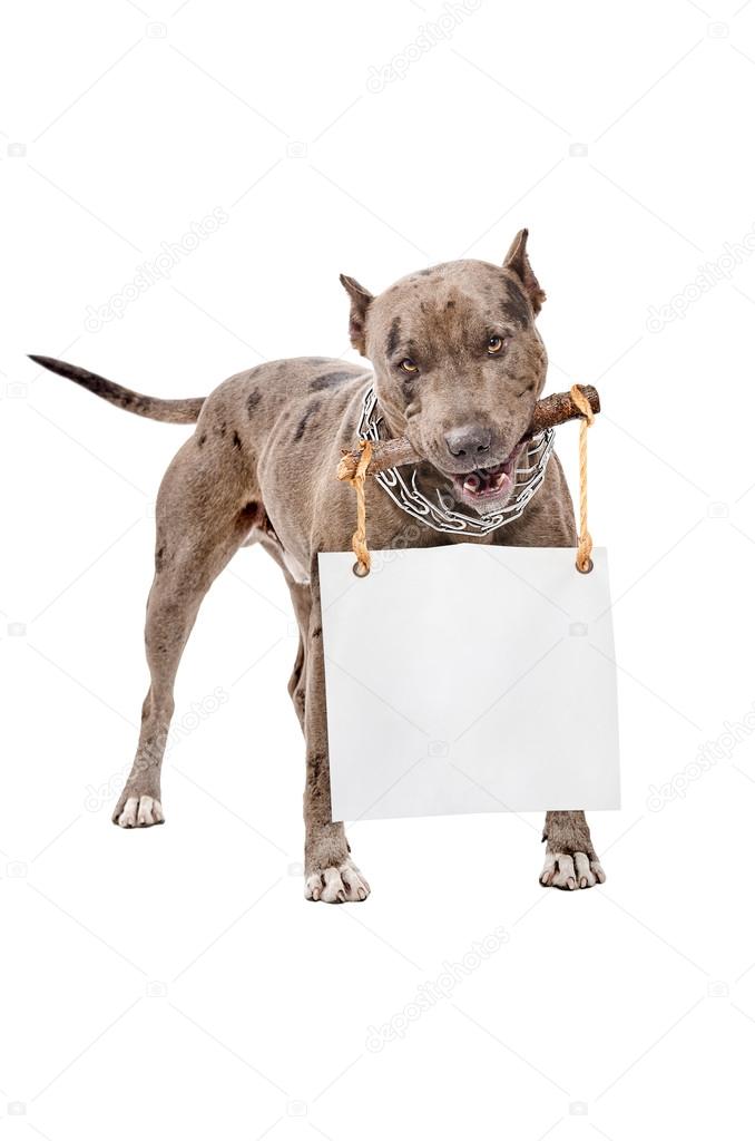 Pit bull with a placard in the teeth