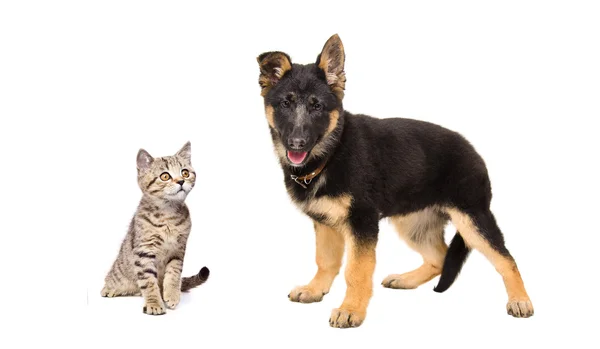 Duitse herder puppy en een kitten Schotse rechte — Stockfoto