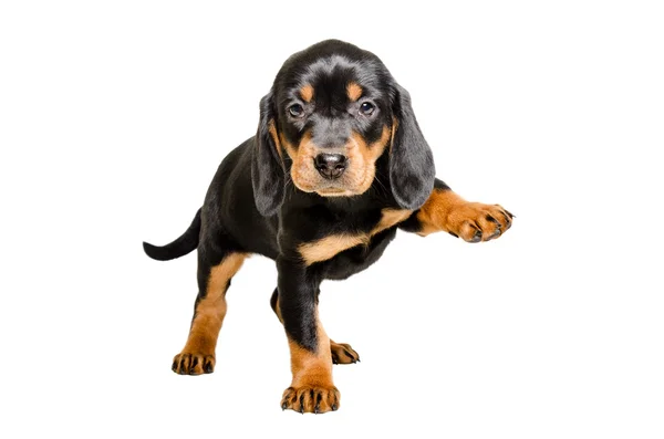 Puppy fokken Slovenský Kopov staande met een verhoogde poot — Stockfoto