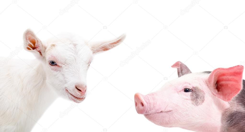 Portrait of a goat and pig
