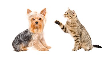 Yorkshire Terrier ve oyun oynayan kedi İskoç düz