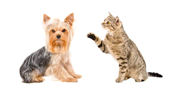 Yorkshire Terrier y gato juguetón Scottish Straight — Foto de Stock