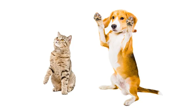 Cheerful Beagle chien et chat Scottish Straight — Photo