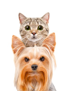Komik bir kedi İskoç düz portresi ve Yorkshire korkunç