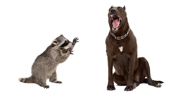 Playful raccoon and yawning pit bull — Stock Photo, Image