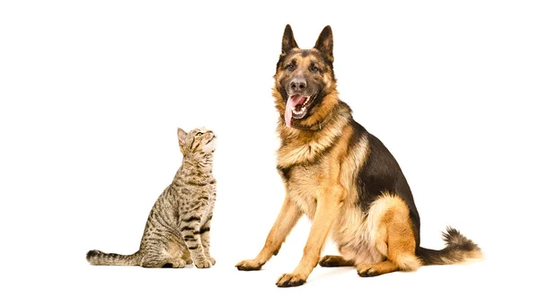 German Shepherd  and funny cat Scottish Straight — Stock Photo, Image