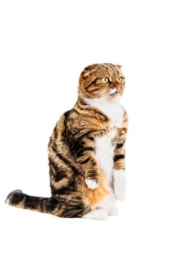 Komik kedi İskoç Fold