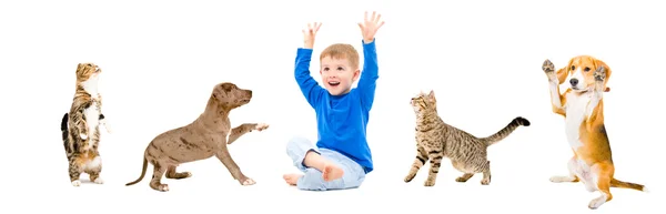 Group of a cheerful pets and boy — Stock Photo, Image