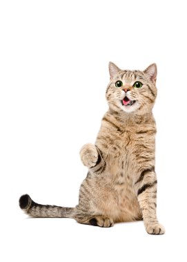 Bir şirin oyun oynayan kedi İskoç düz yeşil gözlü portresi