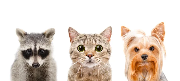 Retrato de um guaxinim, gato e cachorro juntos — Fotografia de Stock