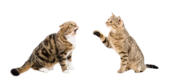 Dois gatos engraçados sentados juntos — Fotografia de Stock