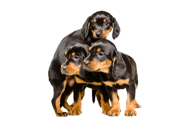 Трое милых щенков словацкой породы — стоковое фото