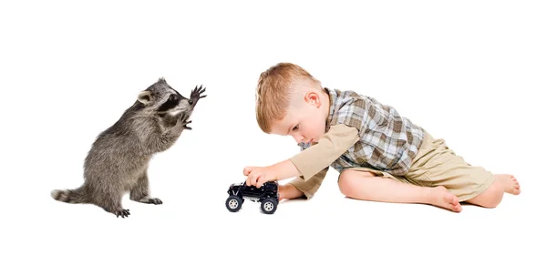 Guaxinim engraçado e um menino jogando um carro de brinquedo — Fotografia de Stock