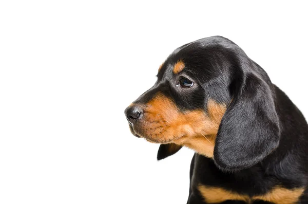 Retrato de cachorro Slovakian Hund — Fotografia de Stock