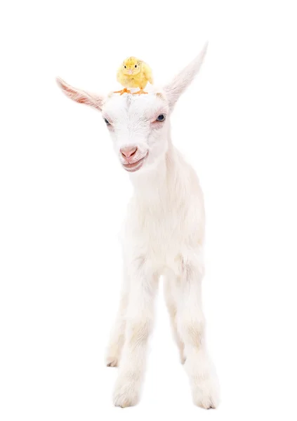 Retrato de uma cabra branca com um frango na cabeça — Fotografia de Stock