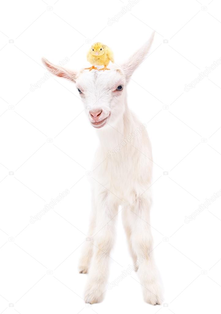 Portrait of a white little goat with a chicken on head