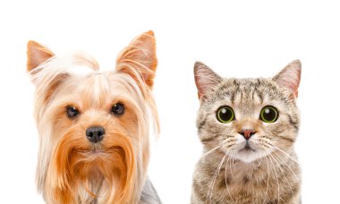 Bir Yorkshire terrier ve kedi İskoç düz portre