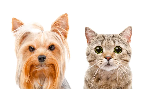 Porträtt av en Yorkshire terrier och katt Scottish Straight — Stockfoto