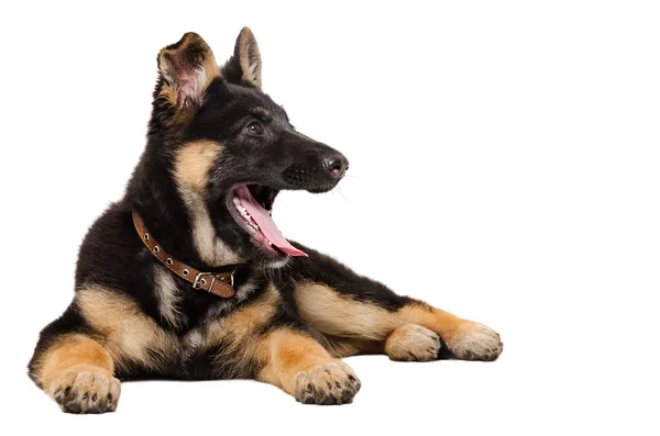 Yawning German shepherd puppy — Stock Photo, Image