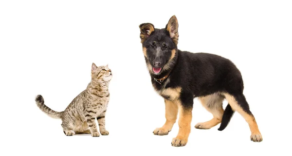 Cat Scottish Straight and  German Shepherd puppy — Stock Photo, Image