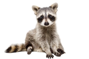 Portrait of funny raccoon clipart