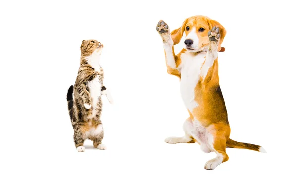 Juguetón Beagle perro y gato escocés pliegue —  Fotos de Stock