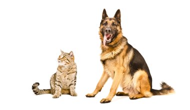 Alman çoban köpeği ve kedi İskoç düz