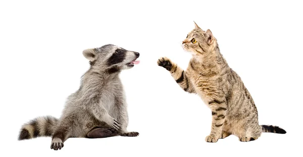 Cat Scottish Straight and raccoon showing tongue — Stock Photo, Image