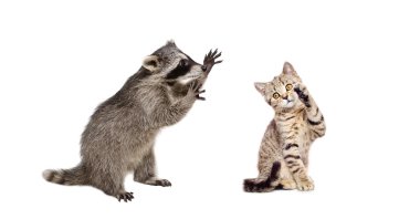 Komik Rakun ve oynak kitten İskoç düz