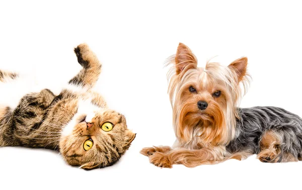 Yorkshire terrier ve kedi İskoç Fold portre — Stok fotoğraf