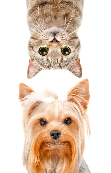Funny portrait of a Yorkshire terrier and cat Scottish Straight — Stock Photo, Image